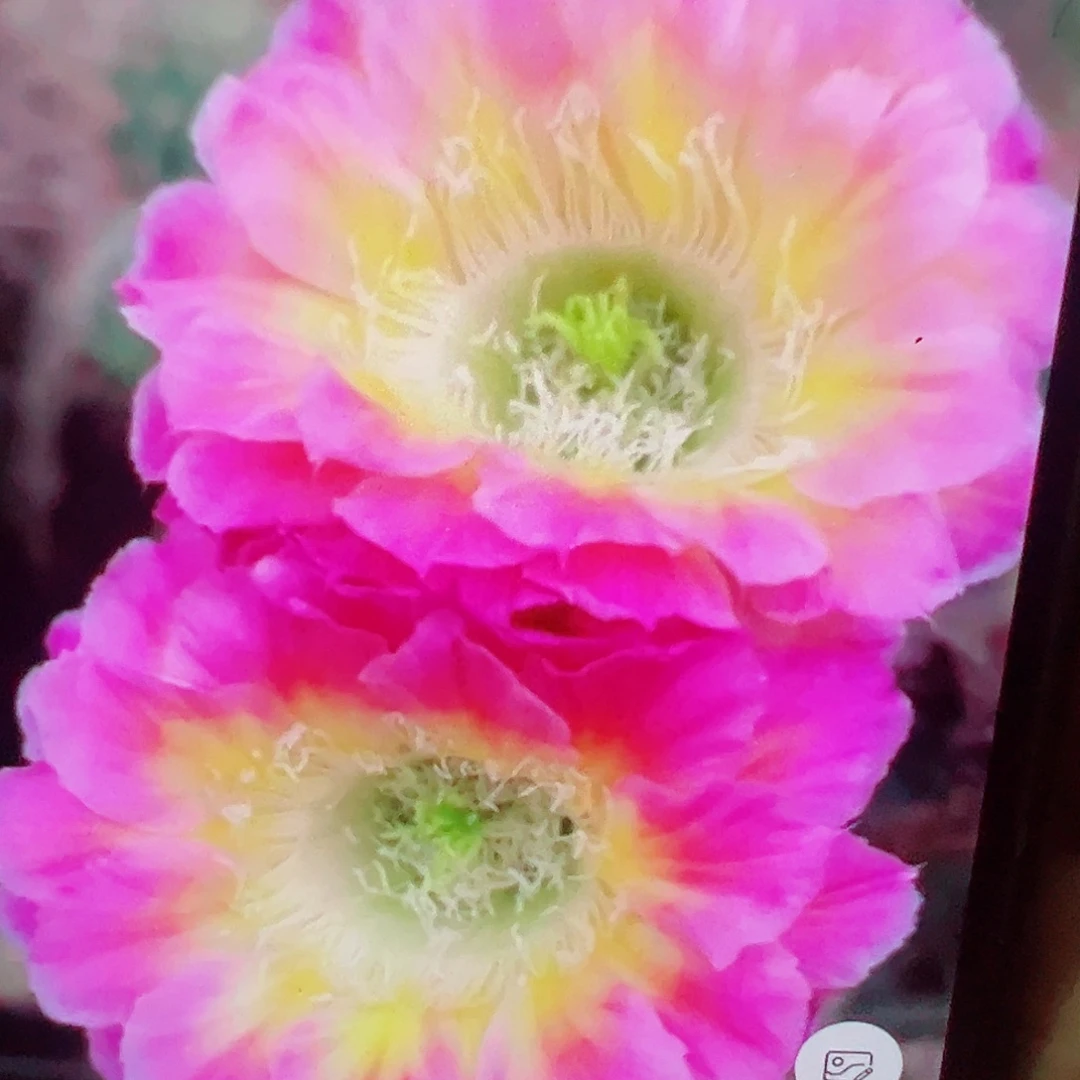 彩草 萤火虫 侧芽 满20包邮