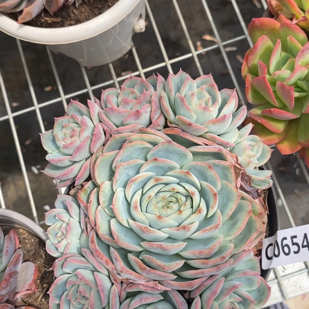 6542侧影多头一物一拍