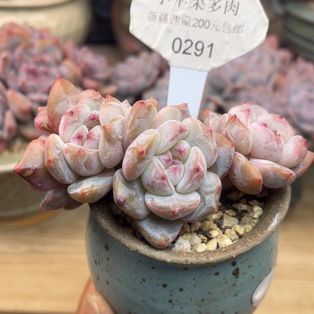 绿底紫心291/10cm4头