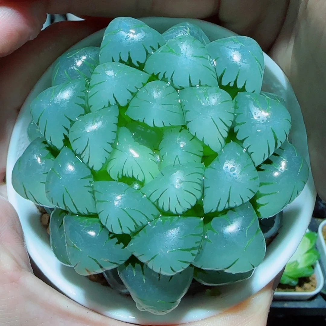 大母本冰灯多肉