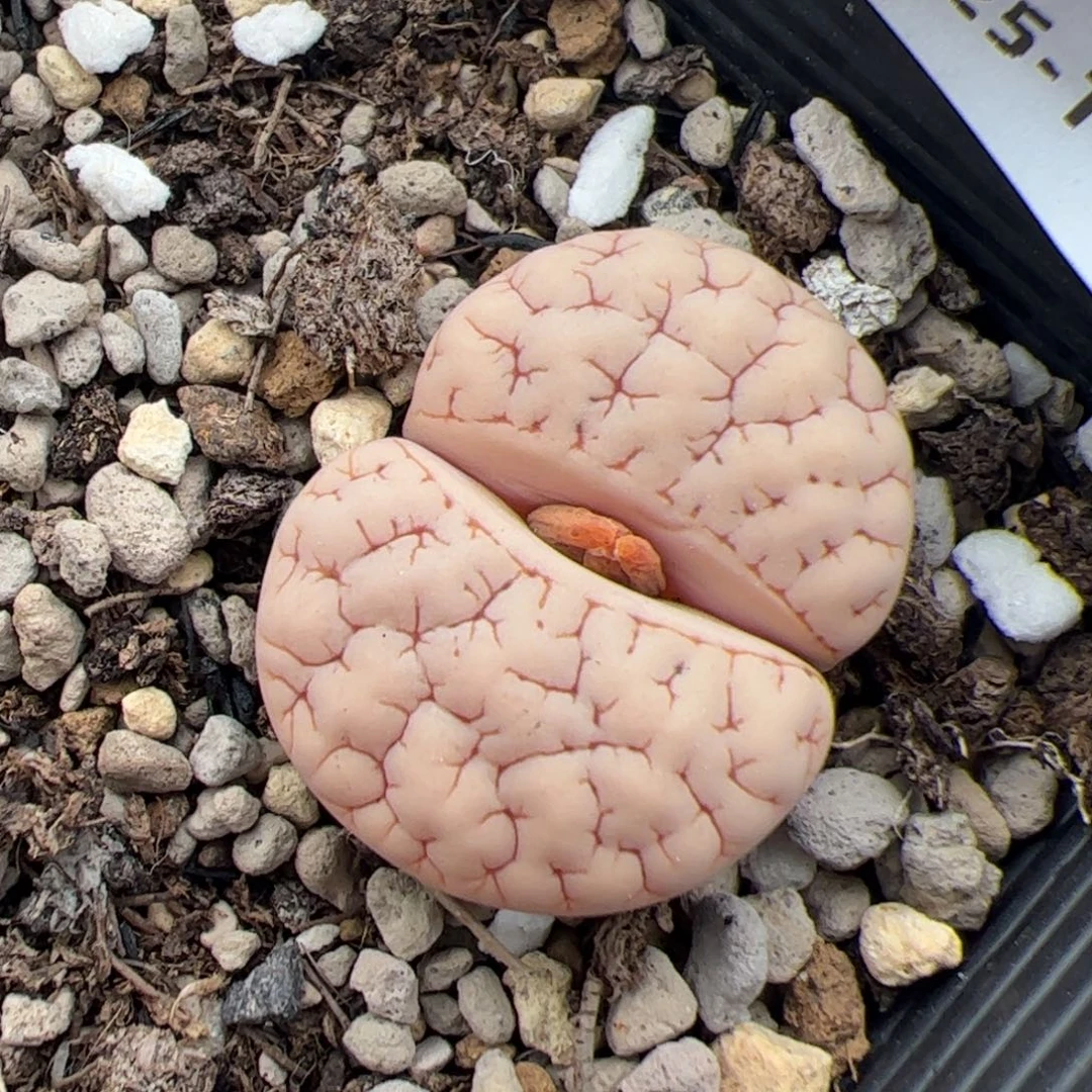 波***咪093号189 多肉植物