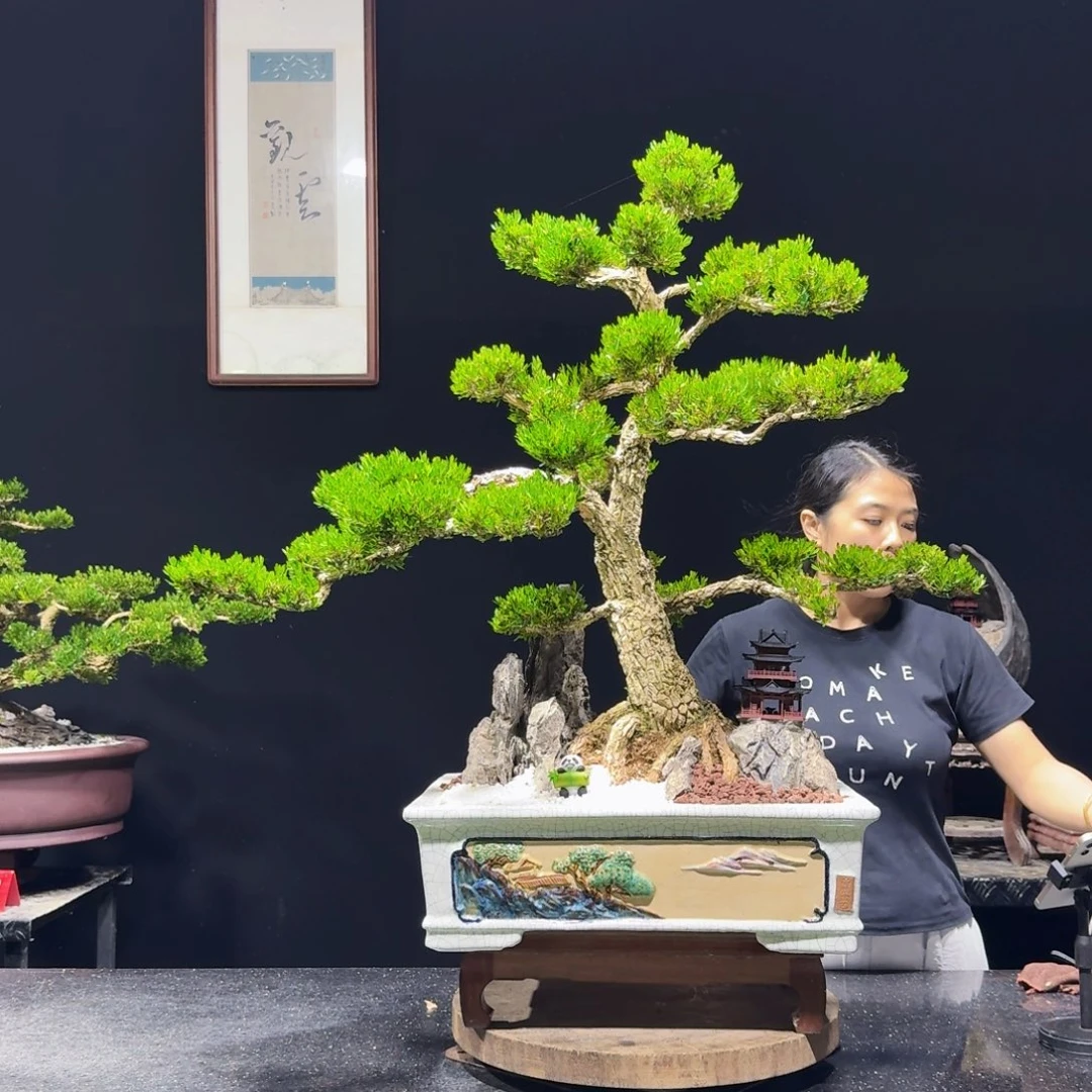 无花朵盆景黄杨四季常绿