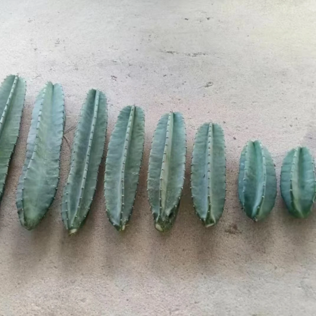 量天尺 侧芽 无根 单颗