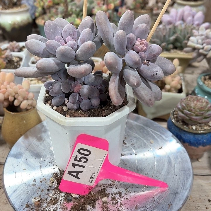 ?**沂vhgzbjxbbdaxh150