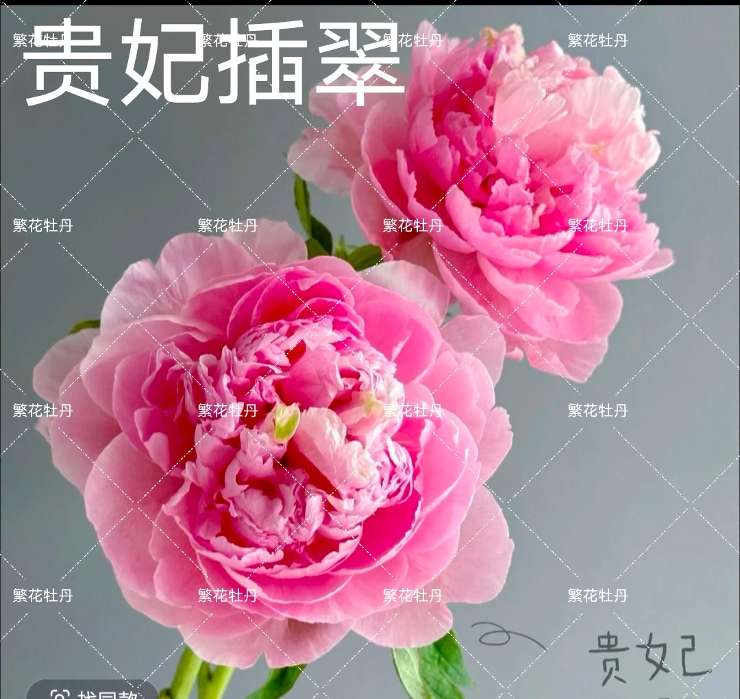 牡丹《贵妃插翠》先发肥料秋季发苗