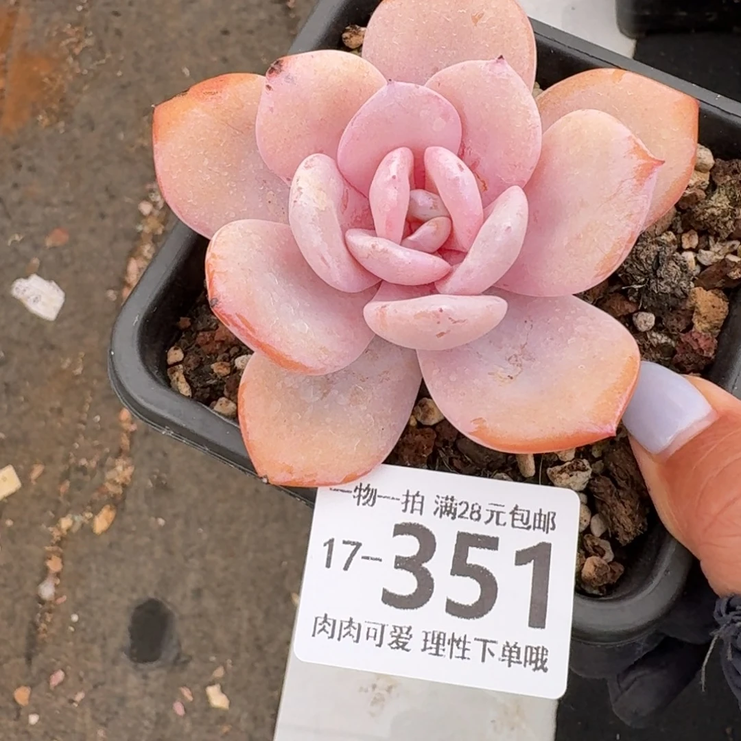 奶茶无盆土发货无