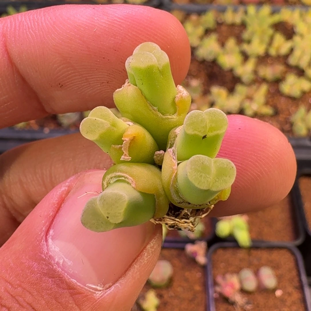 云缦精品番杏20.4 六头粉天鹅绒