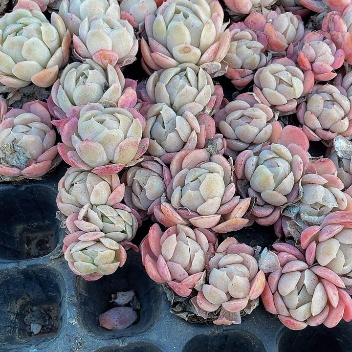 小贝瑞1.5带土发