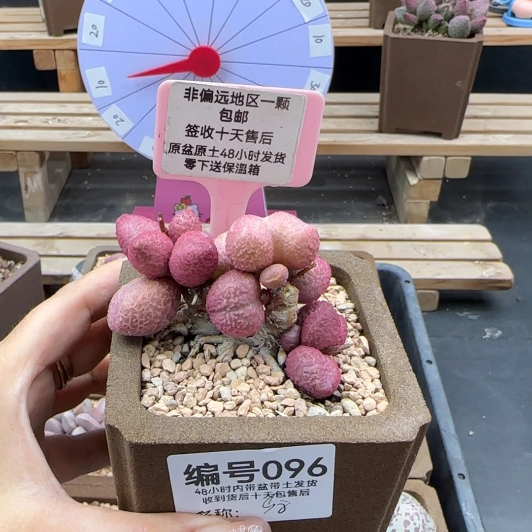 096糖果多肉植物