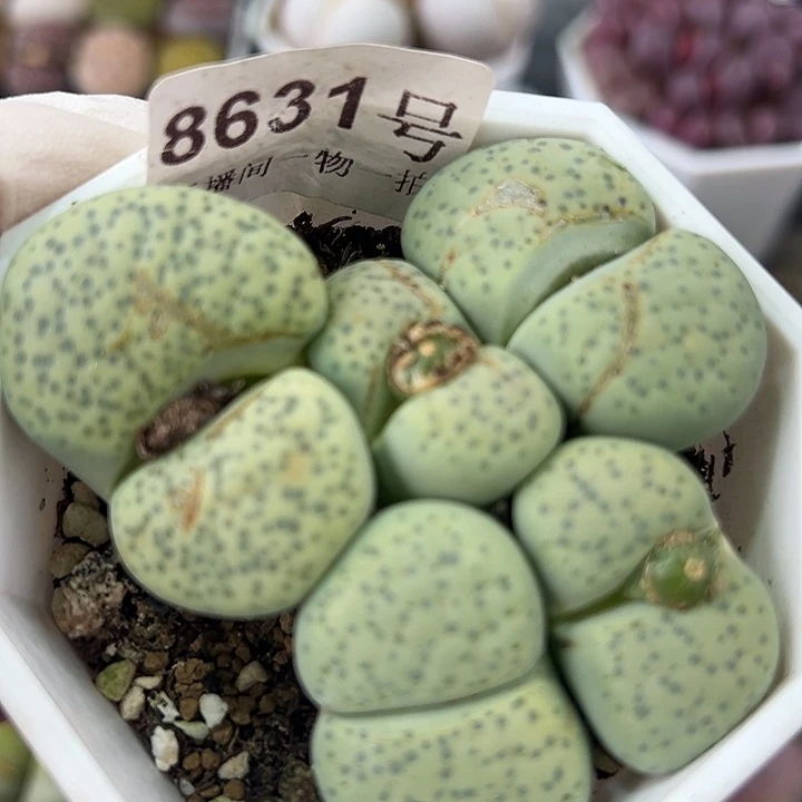 8631 好养易活生石花大母本6.5cm盆