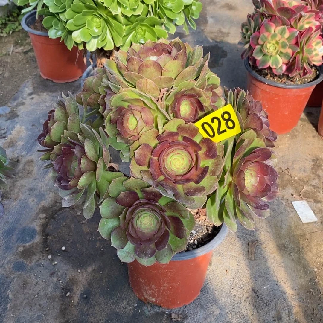 万圣节多肉法师028