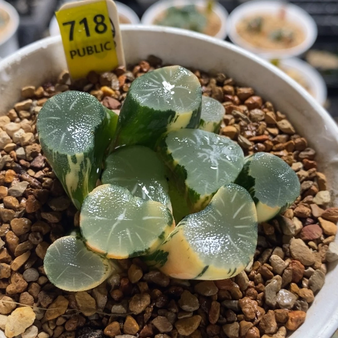 718大宝万象十二卷