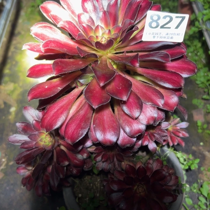 827多肉植物、魅力锦