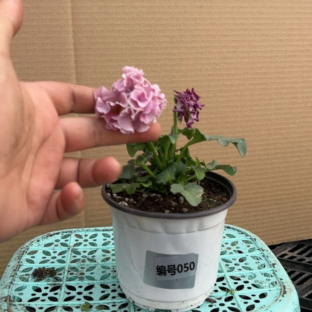 【闪购商品】完全开放050号