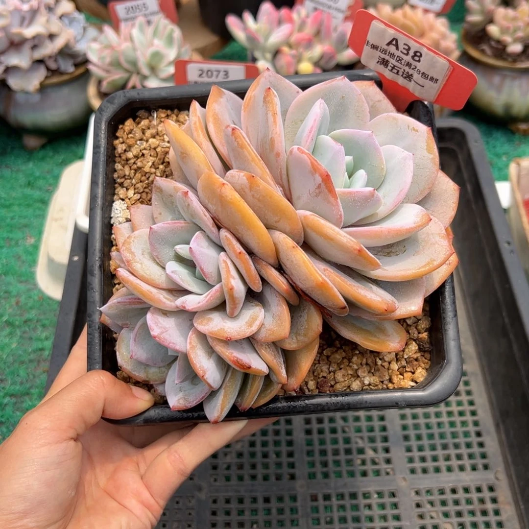 表妹精品精品多肉A38.