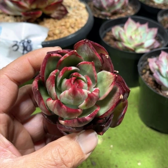 惊鸿仙子多肉555