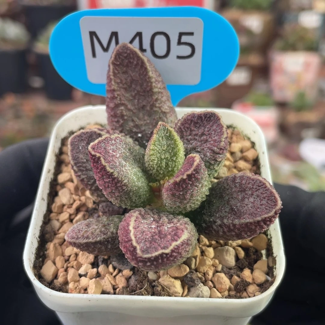 湫*   紫电。   405。