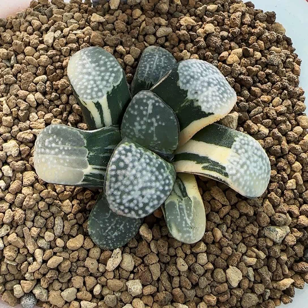 485号点点寿锦4.8左右一物一拍带盆土