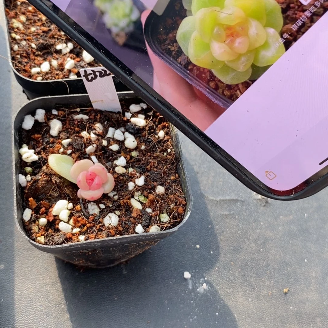 标签485甜心322一个多肉