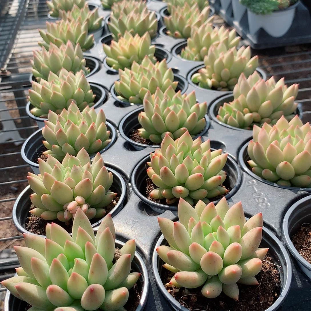 言子4455555555555888