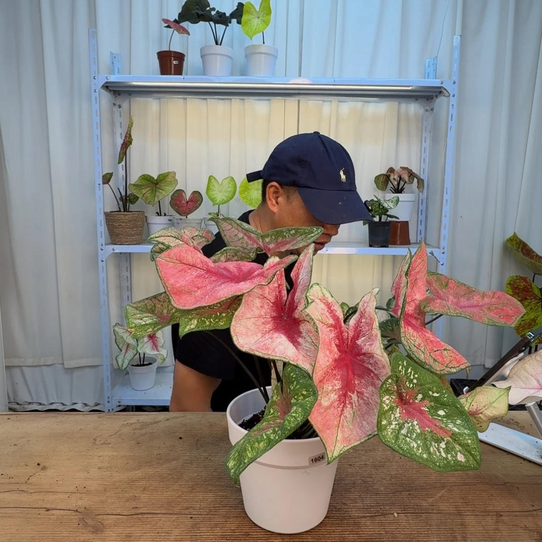 逗***逗无花朵彩叶芋   1627