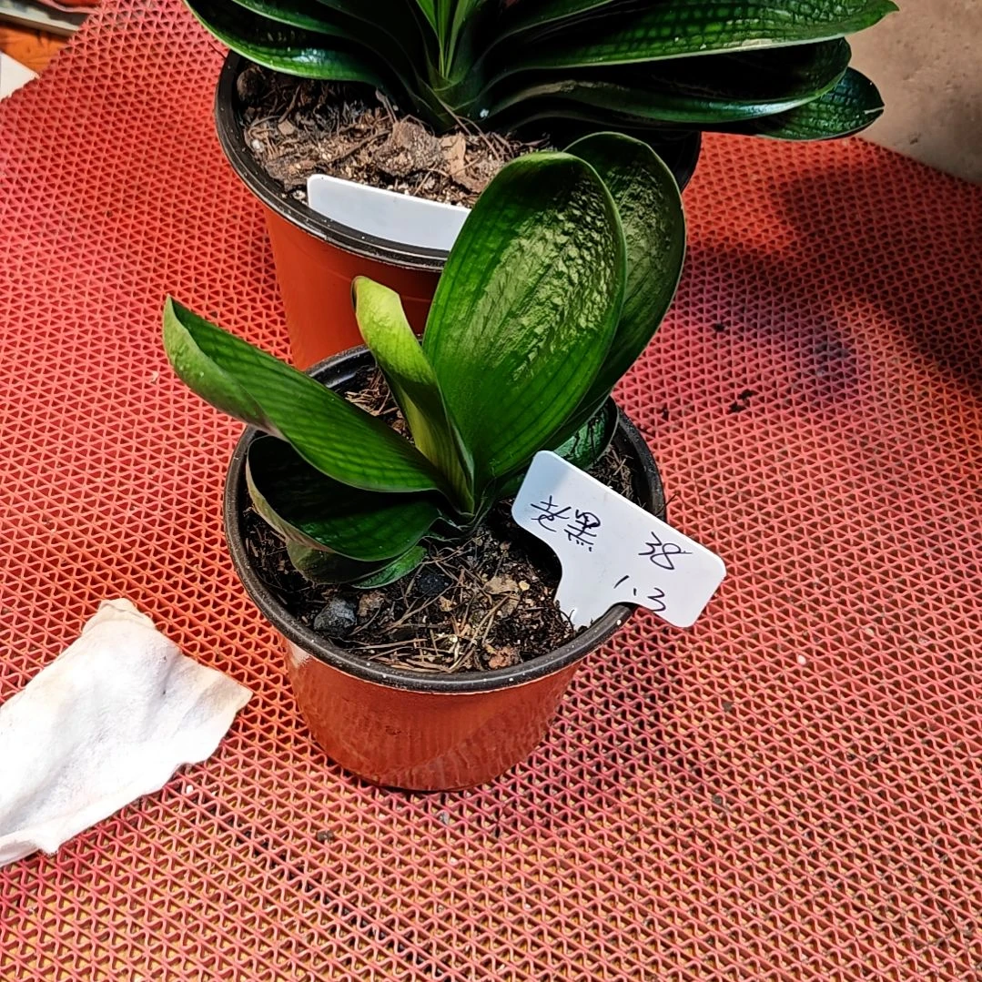 完全开放君子兰精品两年