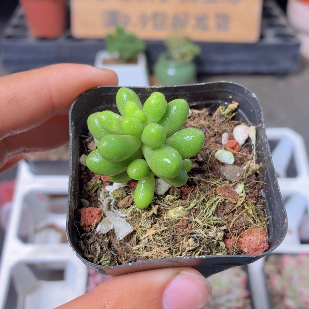 绿龟卵多肉9.9包邮发货