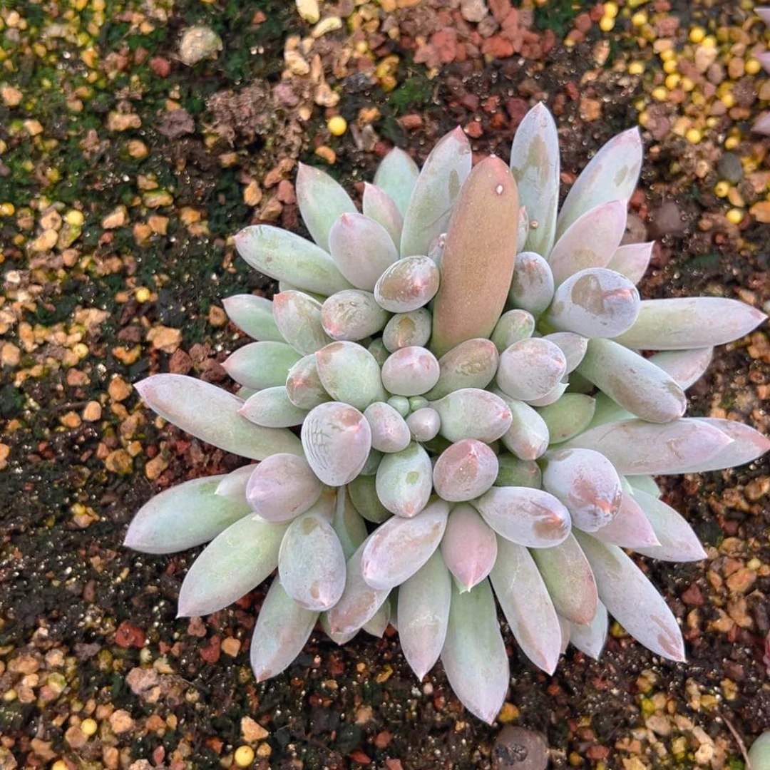 寄养1111111111111111