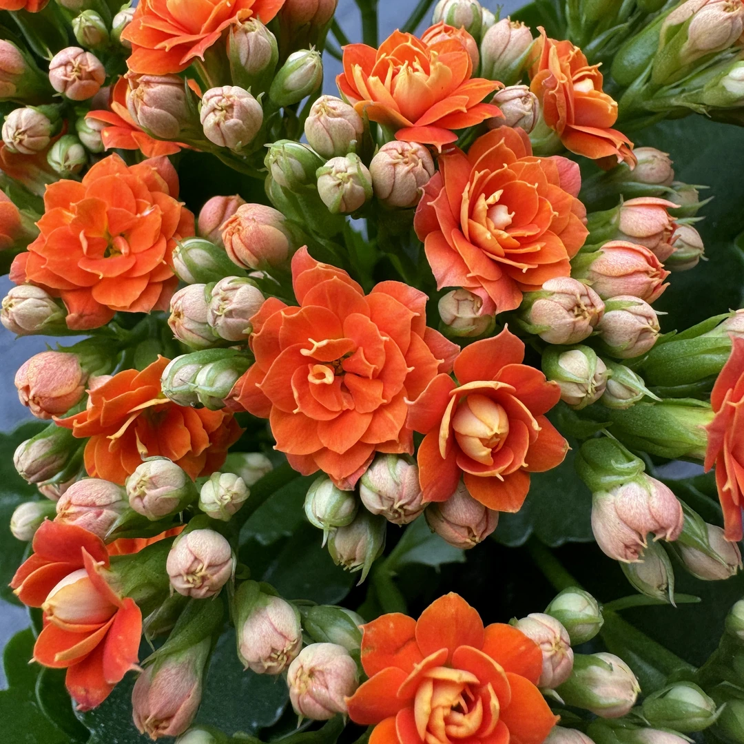 橘子汽水【120盆】重瓣长寿花鲜花带花苞阳台好养新手懒人花