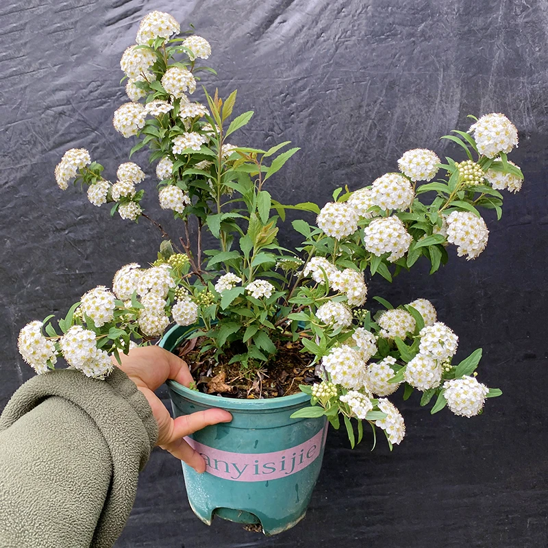 小手球绣线菊(木本 耐寒 花期长 小清新)庭院阳台开花植物