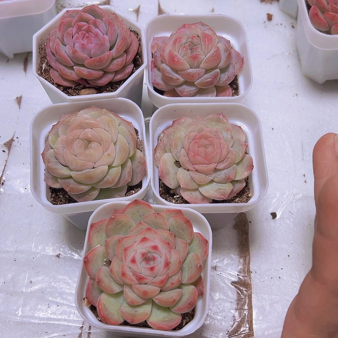 冰花组合5盆白盆发货