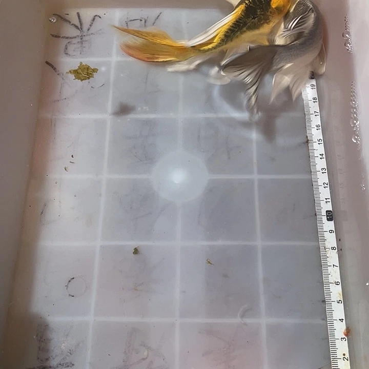 蝴蝶鲤鱼渔场直发178