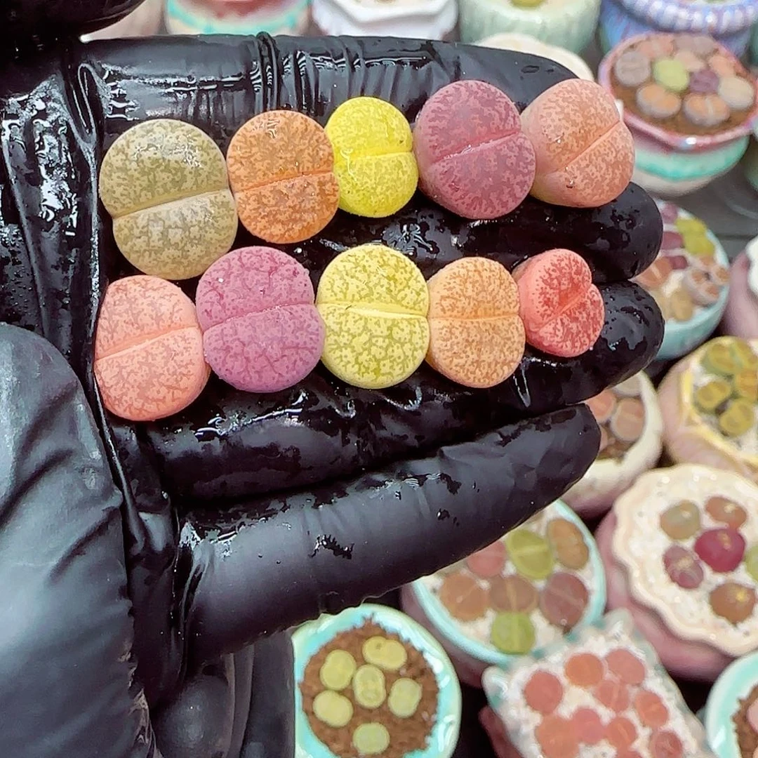 生石花满18包邮1230-20