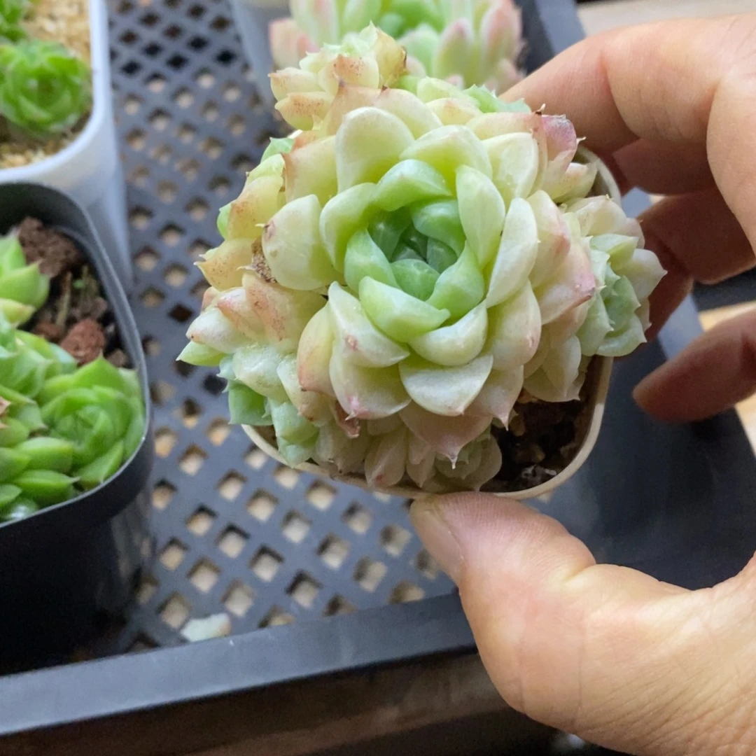 精品多肉一物一拍不包整219
