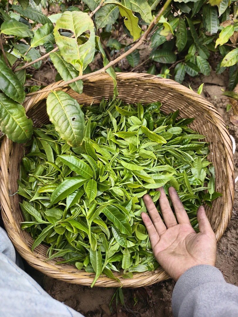 头春云南古树普洱茶生茶散茶清香回甘耐泡500g