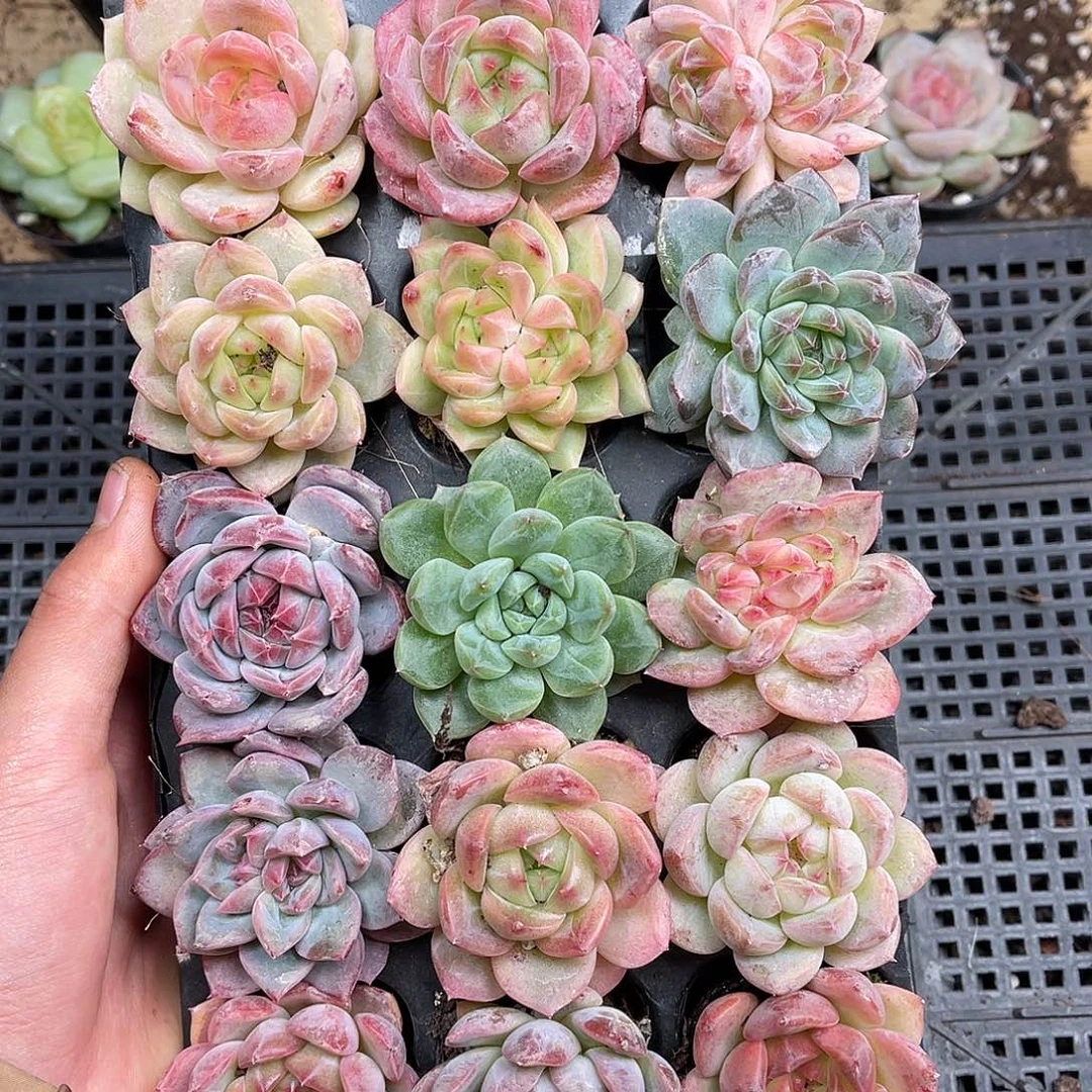 多肉一物一拍27-86