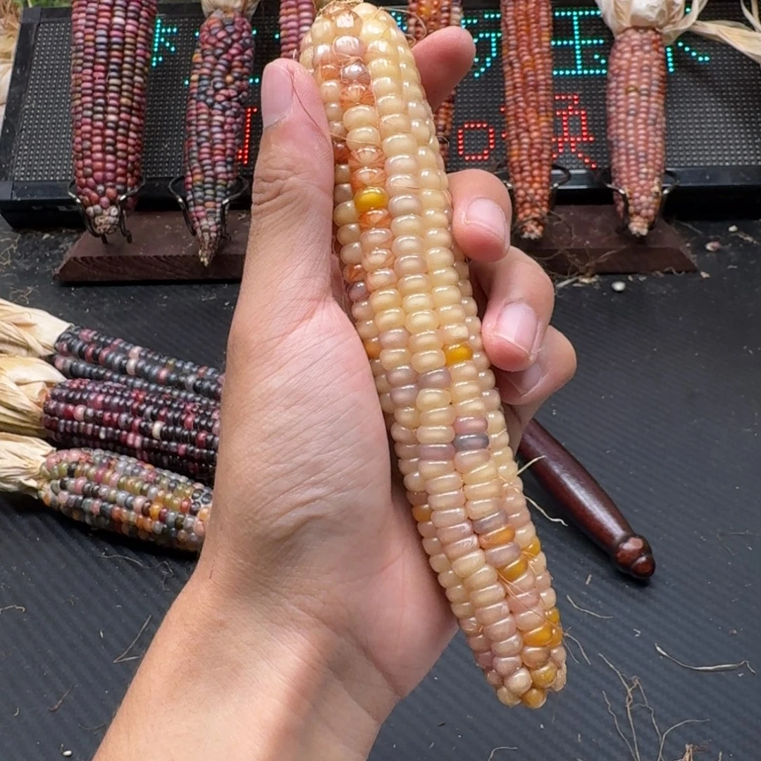 荼***白吊坠柏香籽/百香籽