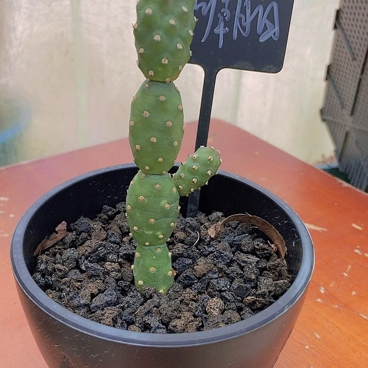 开***使仙人掌无刺朝日整群