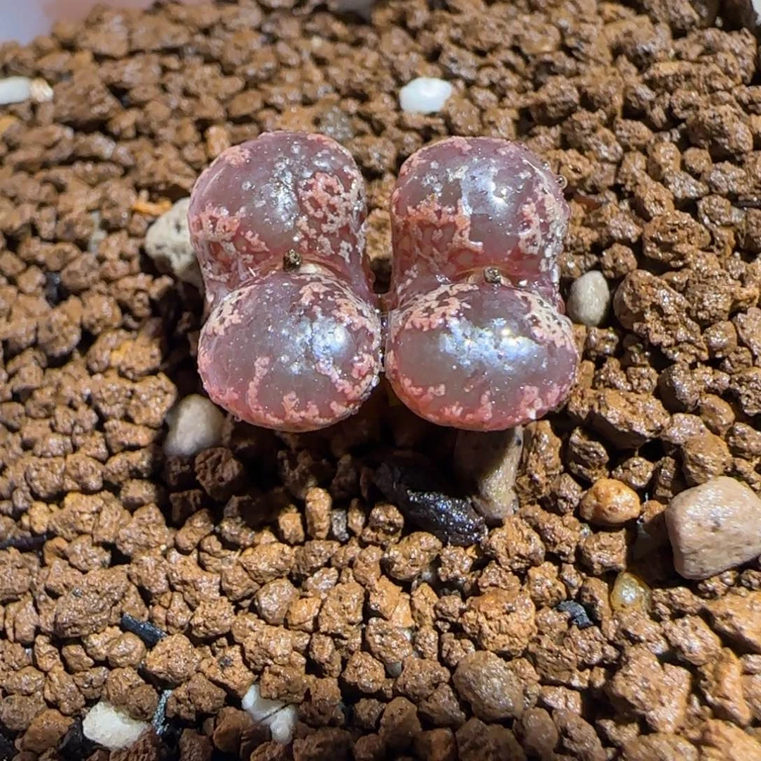 肉锥多肉植物组合-3km勋章271