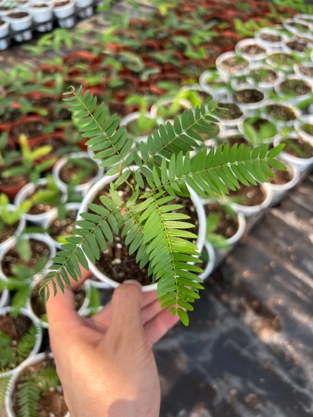 密叶猴耳环补单专用