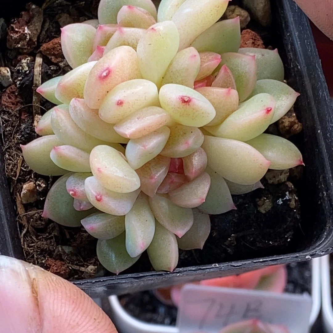 天官赐福百无禁忌