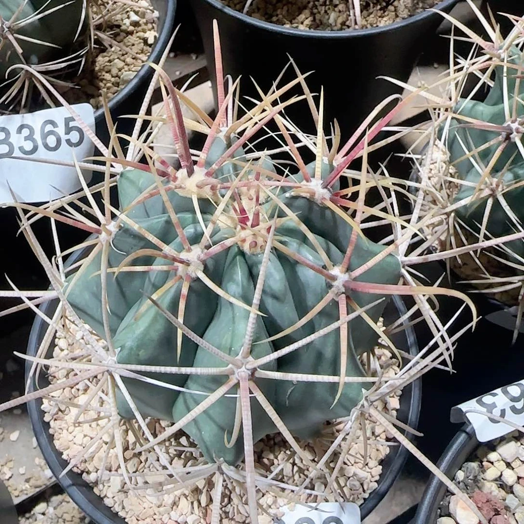 强刺 自根仙人球368