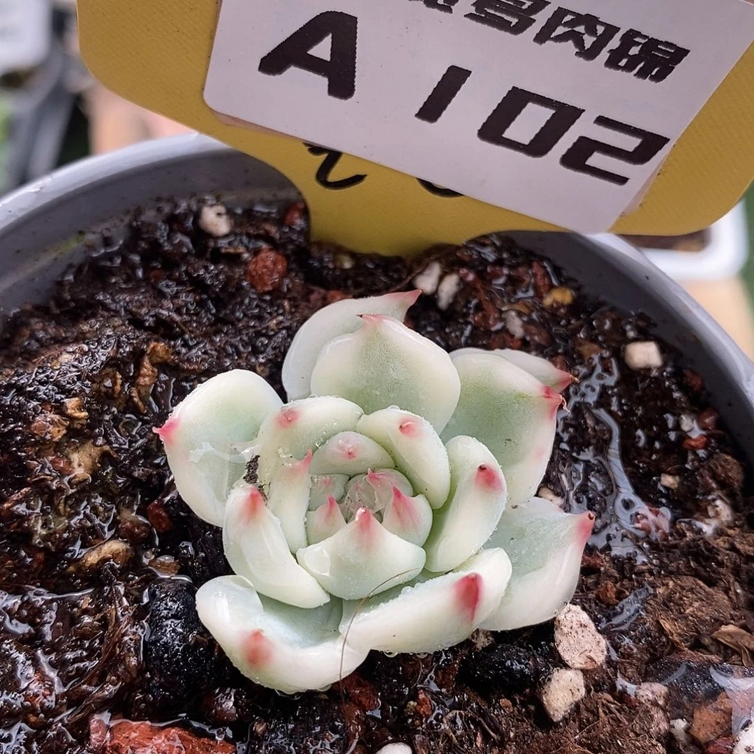 102娃娃哈哈哈哈哈哈哈