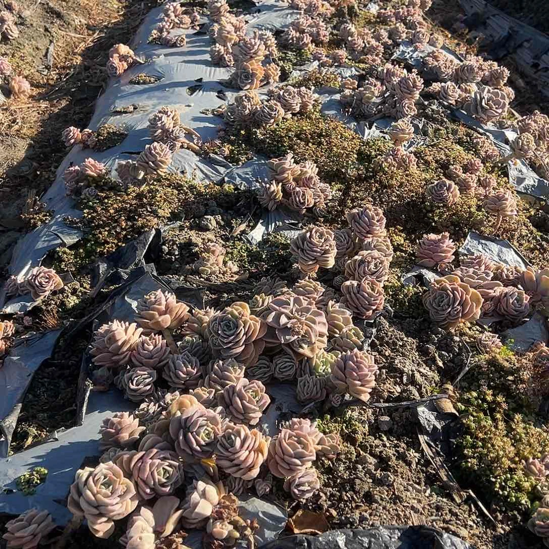5颗可爱玫瑰不售后