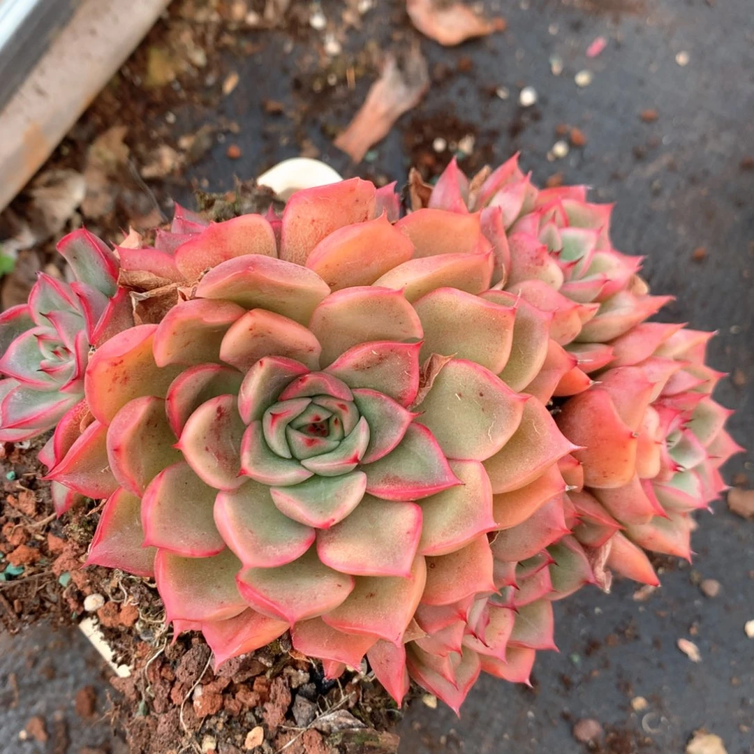 2760杂交多肉植物