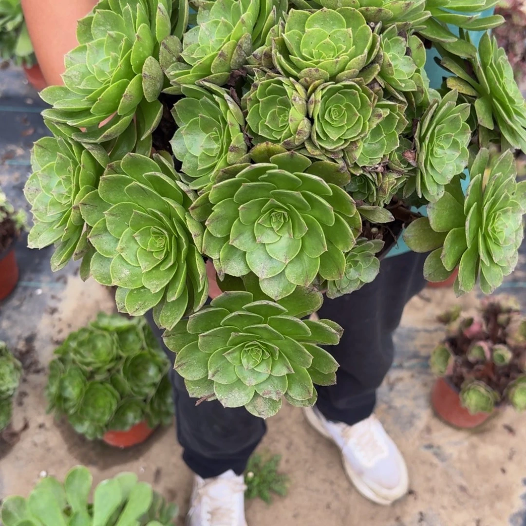 524多肉植物捧花的