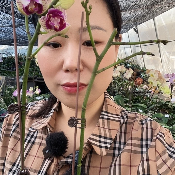 无花朵风铃蝴蝶兰