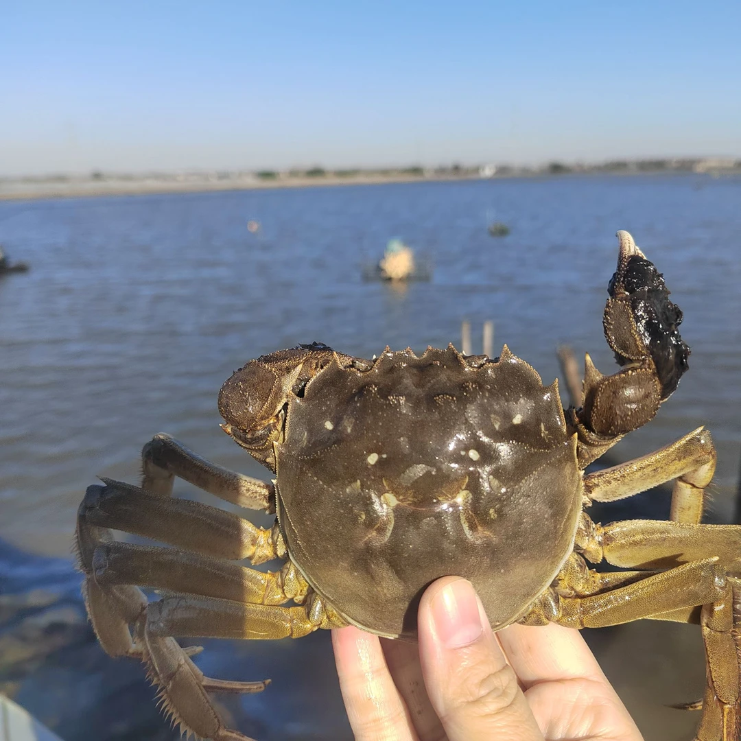 【活蟹】彧江南正宗兴化大闸蟹公5-4.7两  8只/10只