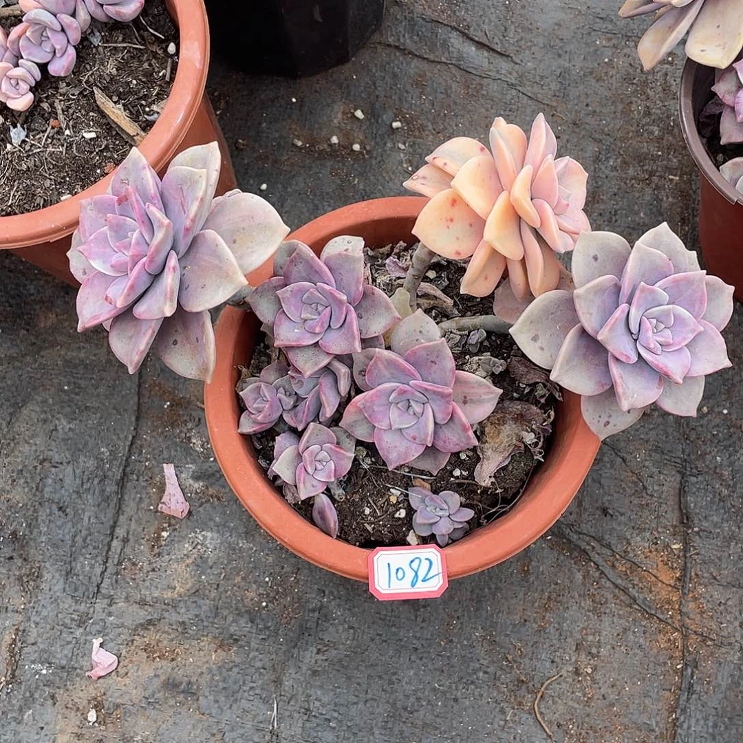 1****.紫乐锦1082 晓晓一物一拍