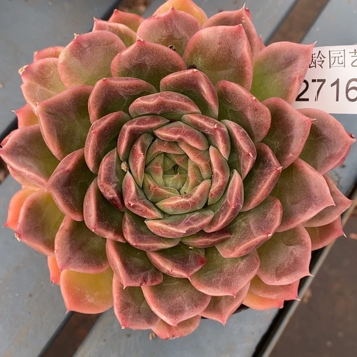 2716杂交老桩基地～12厘米